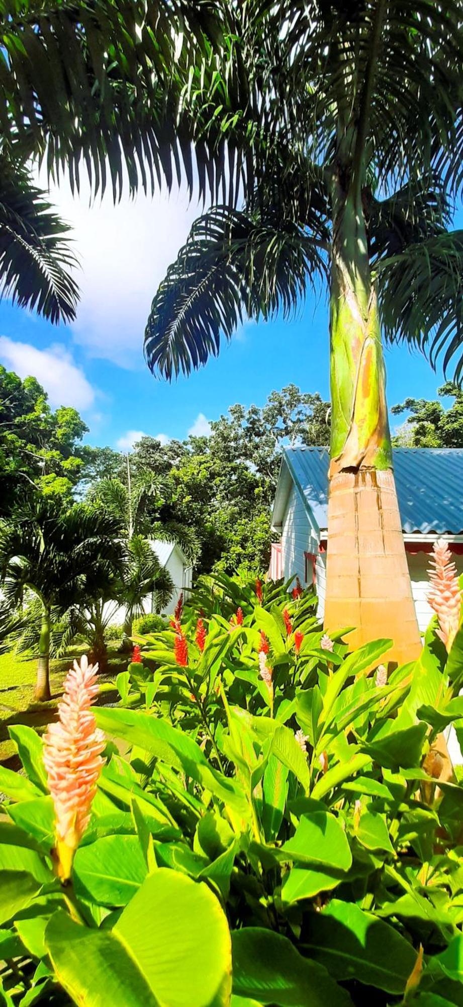 Caraibes Cottage Grenat Piscine Privee 900M De Grande Anse Deshaies Exterior foto