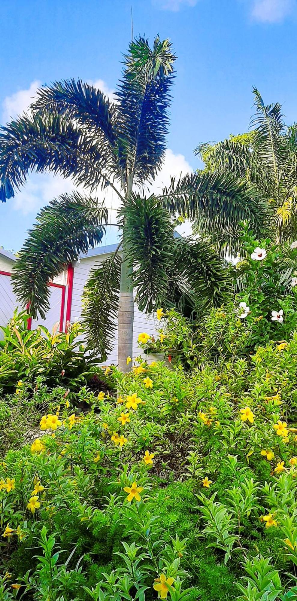 Caraibes Cottage Grenat Piscine Privee 900M De Grande Anse Deshaies Exterior foto